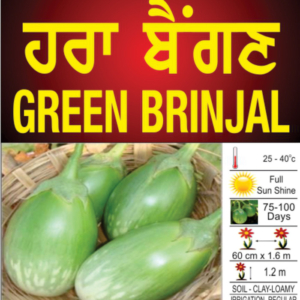 Green Brinjal