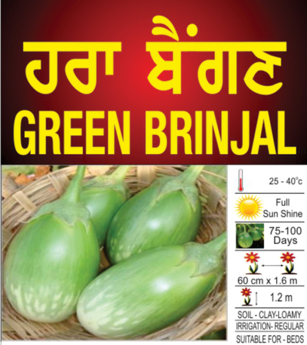 Green Brinjal