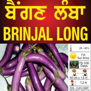 Brinjal Long