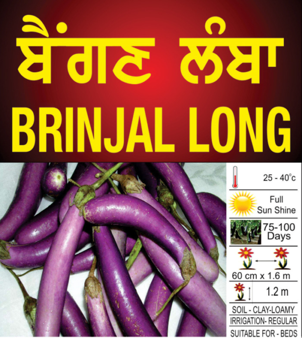 Brinjal Long