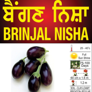 Brinjal Nisha