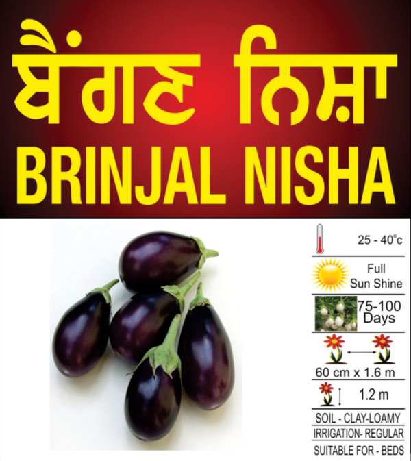 Brinjal Nisha