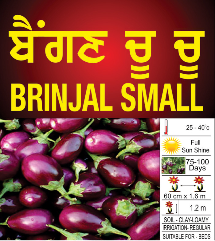 Brinjal Small