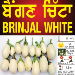 Brinjal White