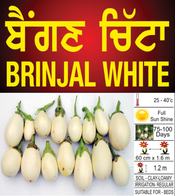 Brinjal White