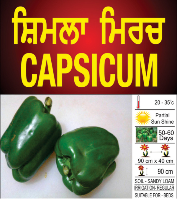 Capsicum