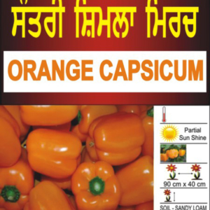 Orange Capsicum