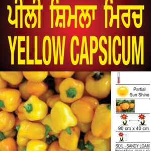 Yellow Capsicum