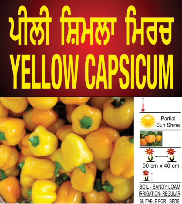 Yellow Capsicum