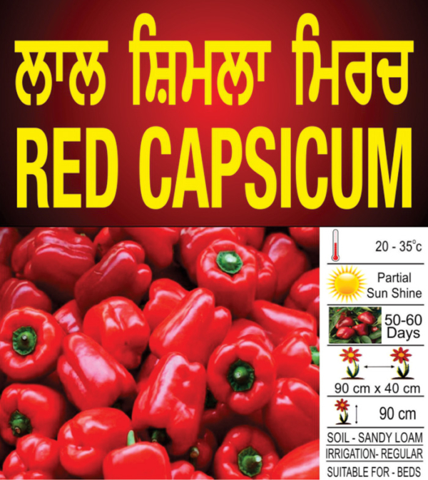 Red Capsicum