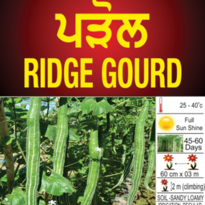 Ridge Gourd