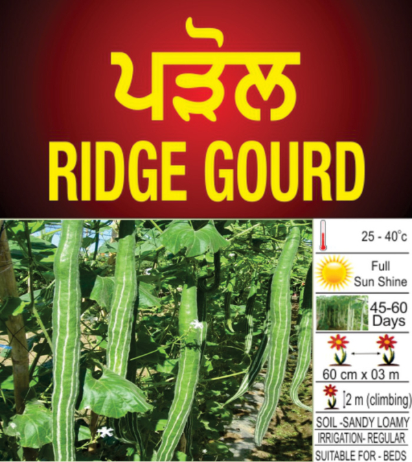 Ridge Gourd