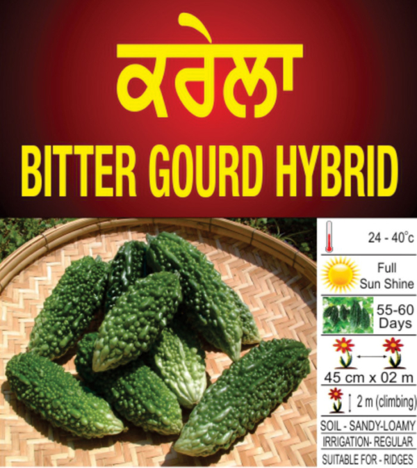 Bitter Gourd( hybrid)