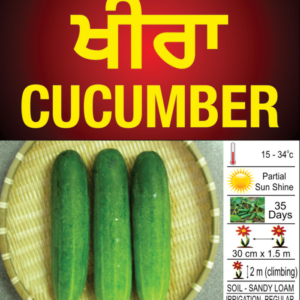 Cucumber
