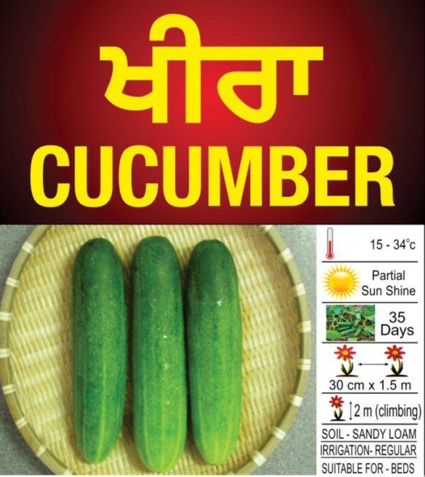 Cucumber