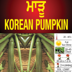 Korean Pumpkin