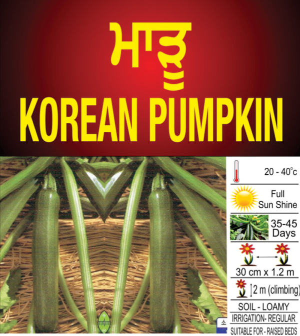 Korean Pumpkin