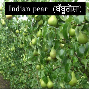 Indian Pear