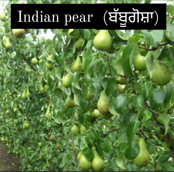 Indian Pear