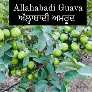 Allahabadi Guava