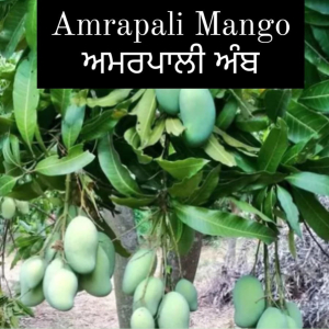 Amrapali Mango