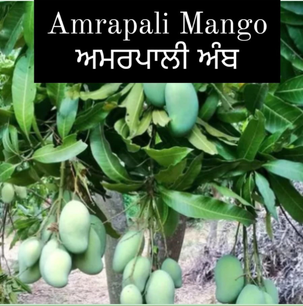 Amrapali Mango