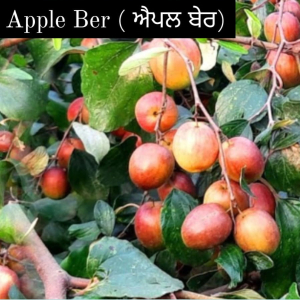 Apple Ber