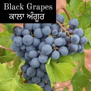 Black Grapes