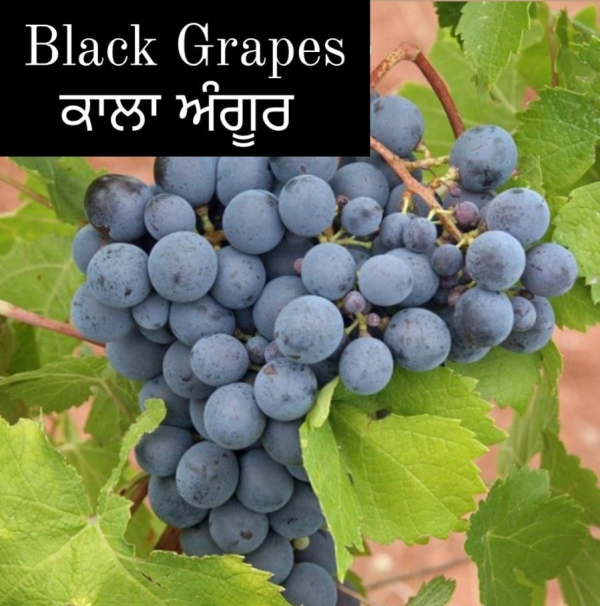 Black Grapes