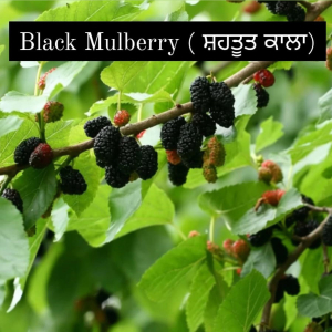 Black Mulberry