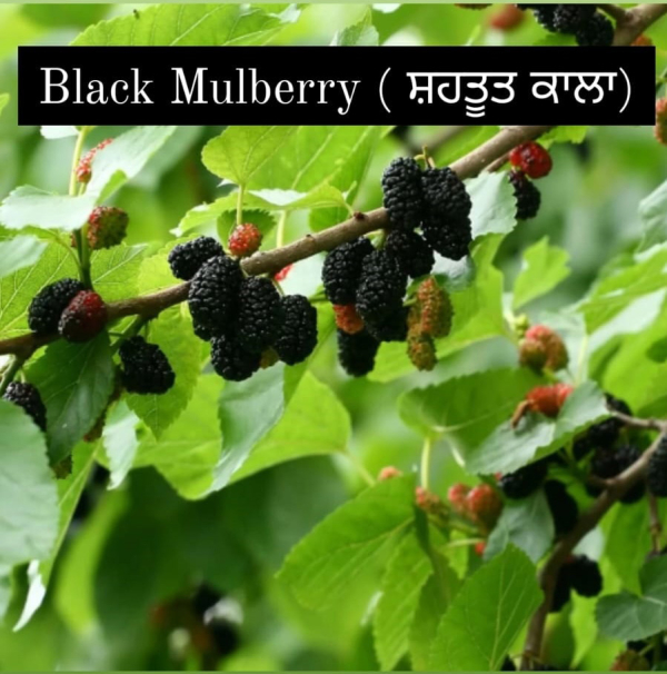 Black Mulberry