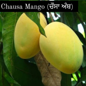 Chausa Mango