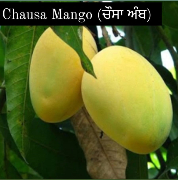 Chausa Mango