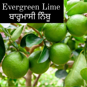 Evergreen Lime
