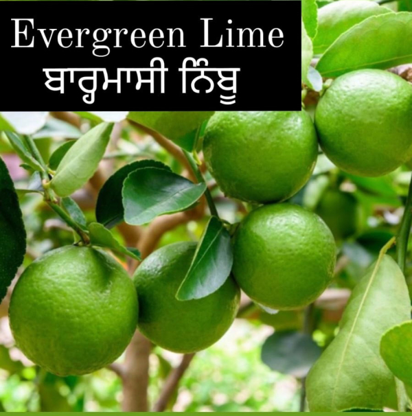 Evergreen Lime