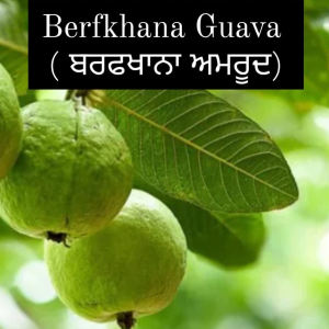 Berfkhana Guava