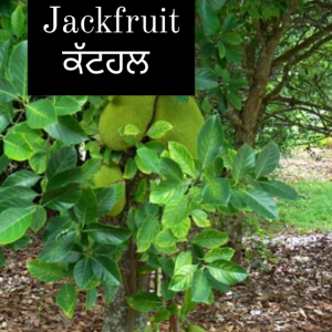 Jackfruit