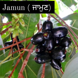 Jamun
