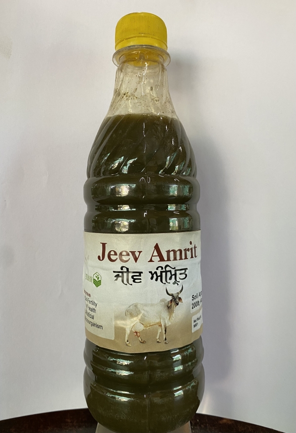Jive Amrit