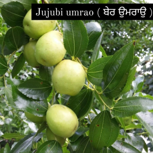 Jujubi Umrao