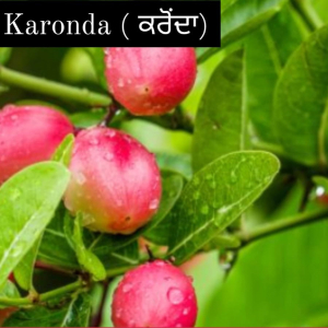 Karonda