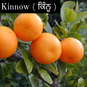 Kinnow