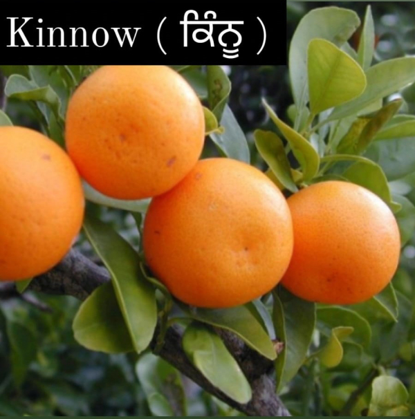 Kinnow
