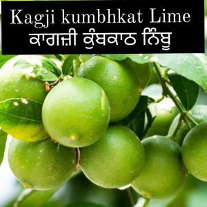 Kagji  Kumbhkat Lime