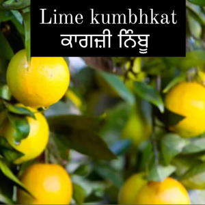 Lime Kumbhkat