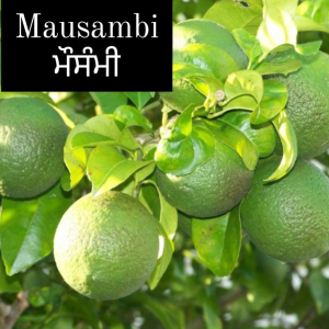 Mausambi