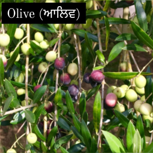 Olive