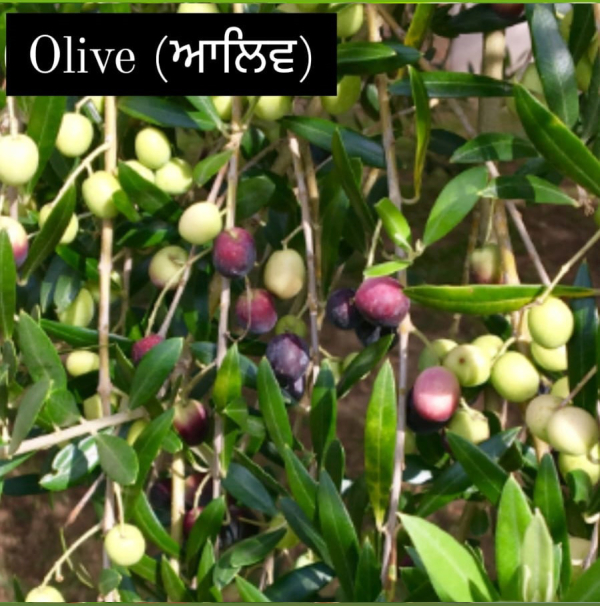 Olive