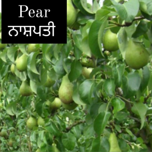 Pear
