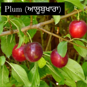 Plum